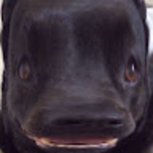 Meet your Posher, David caplan